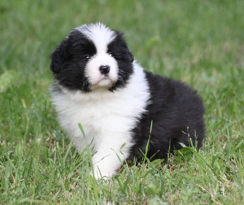 De La Vallee Du Douro - Border Collie - Portée née le 19/04/2016