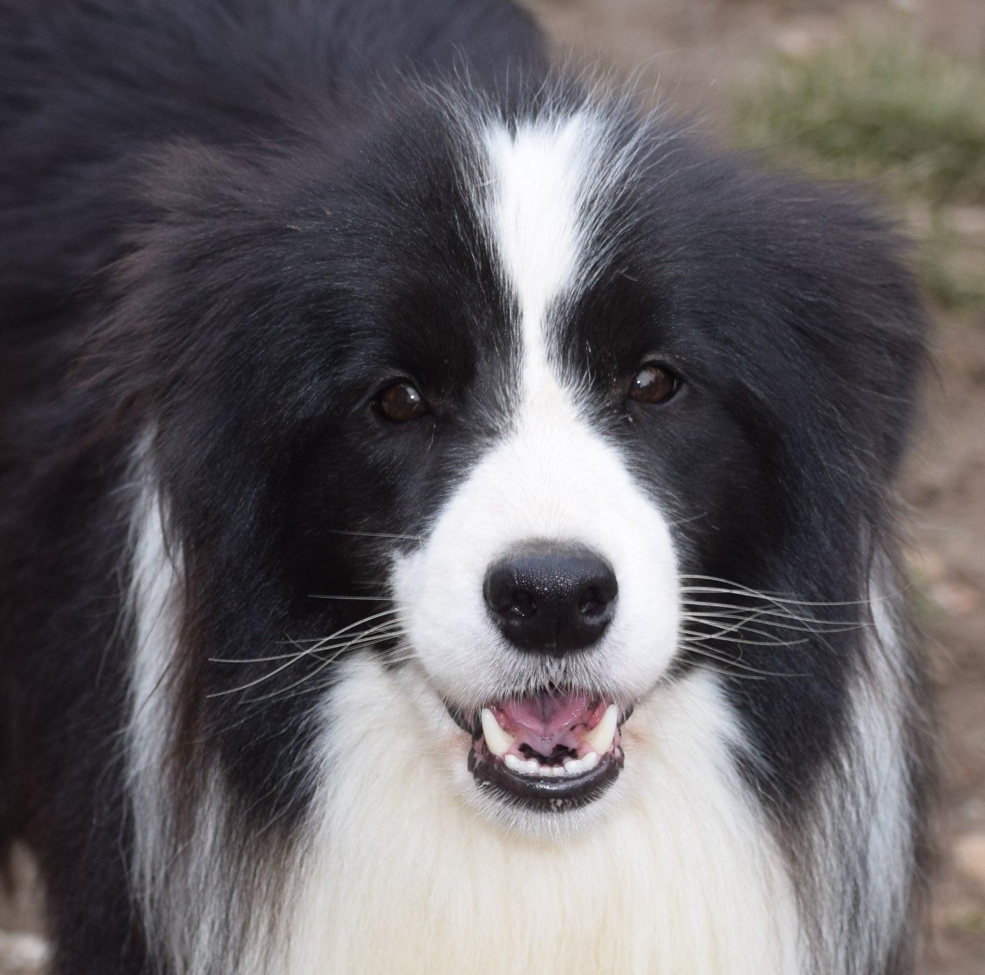 Reality and dream De La Belle Emeraude