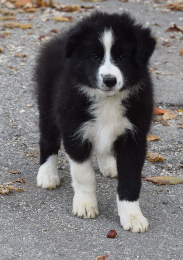 De La Vallee Du Douro - Chiots disponibles - Border Collie