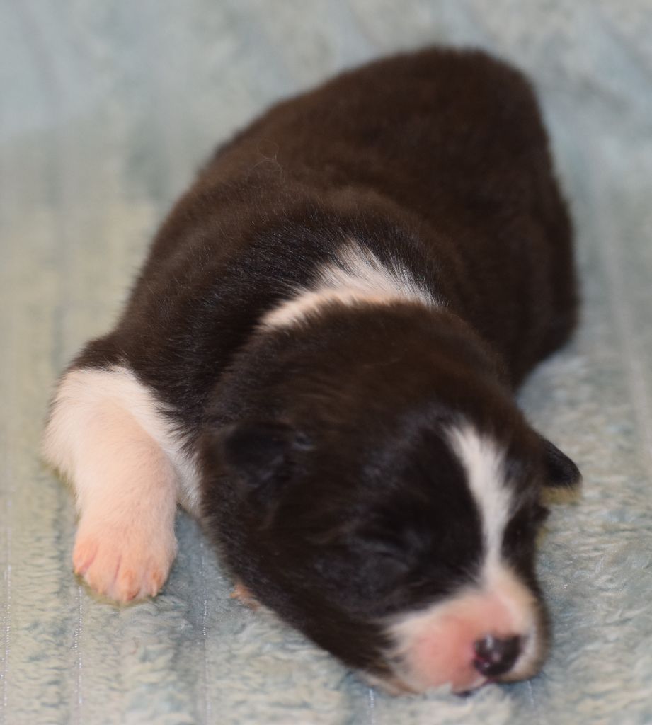 De La Vallee Du Douro - Chiots disponibles - Border Collie