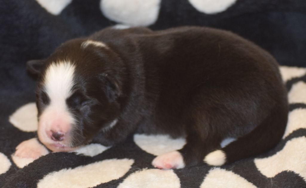 De La Vallee Du Douro - Chiots disponibles - Border Collie