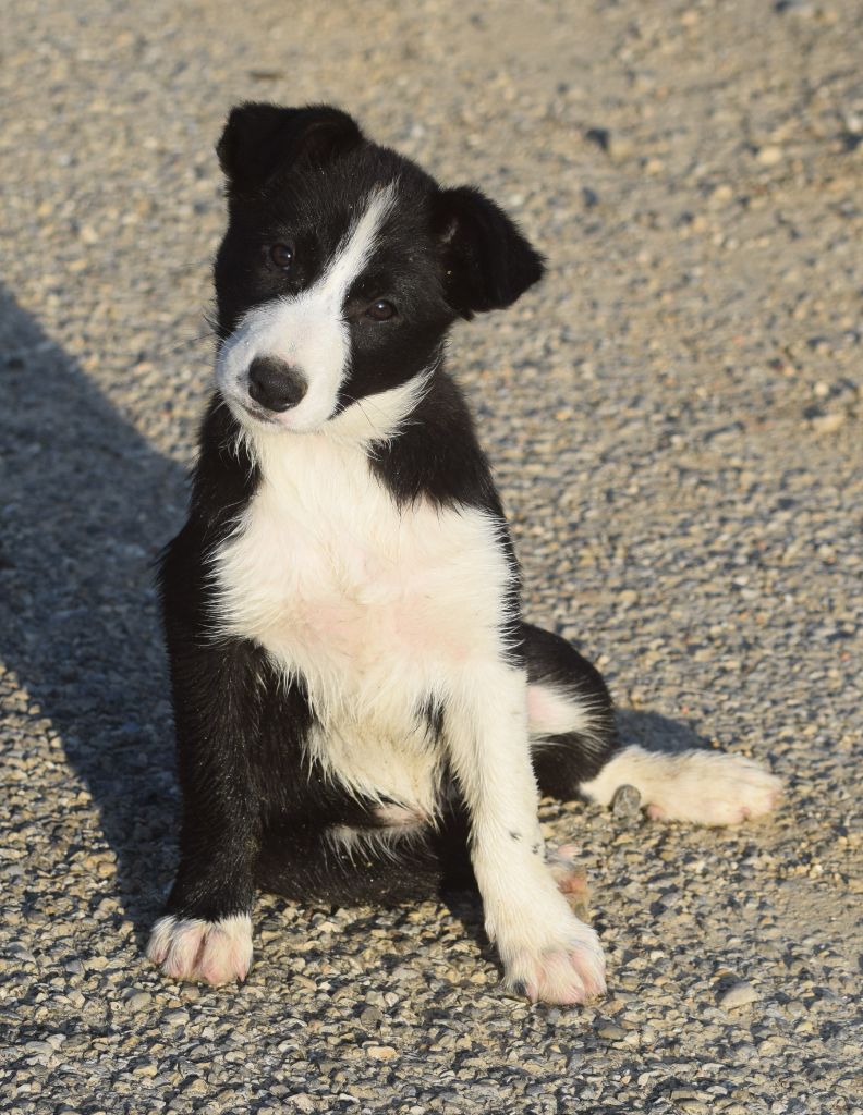 De La Vallee Du Douro - Chiots disponibles - Border Collie