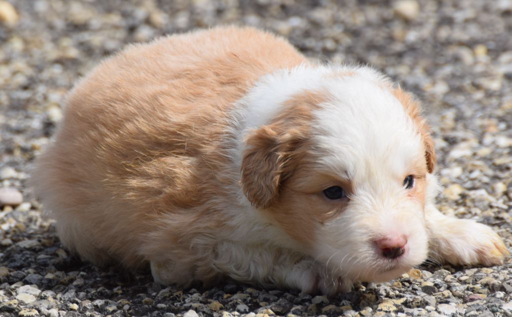 De La Vallee Du Douro - Chiots disponibles - Border Collie