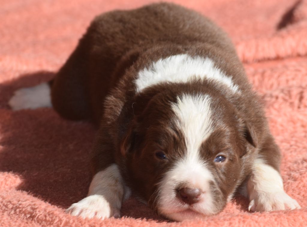 De La Vallee Du Douro - Chiots disponibles - Border Collie