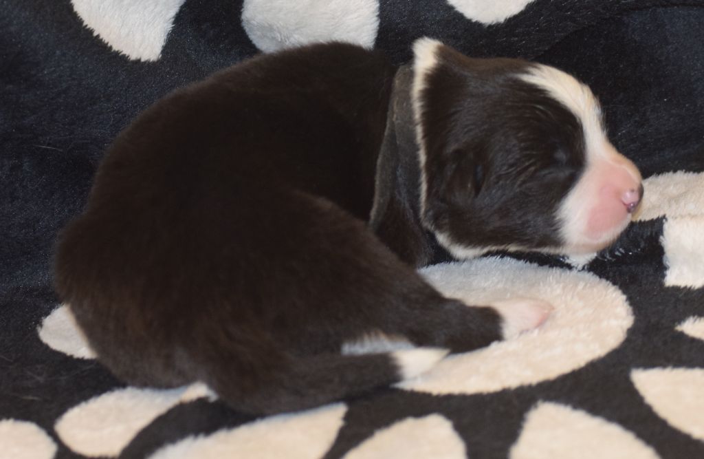 De La Vallee Du Douro - Chiots disponibles - Border Collie