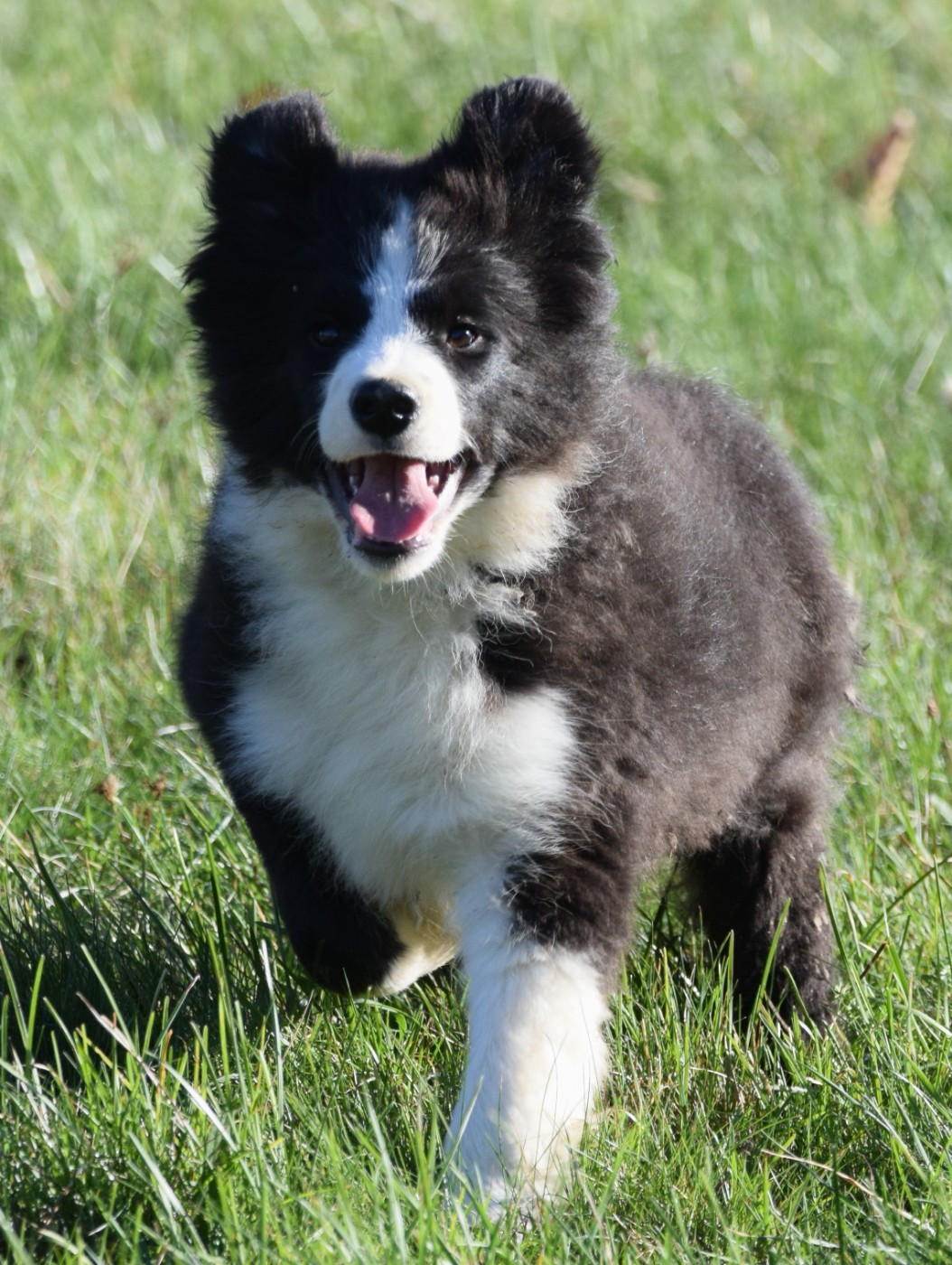 De La Vallee Du Douro - Chiots disponibles - Border Collie