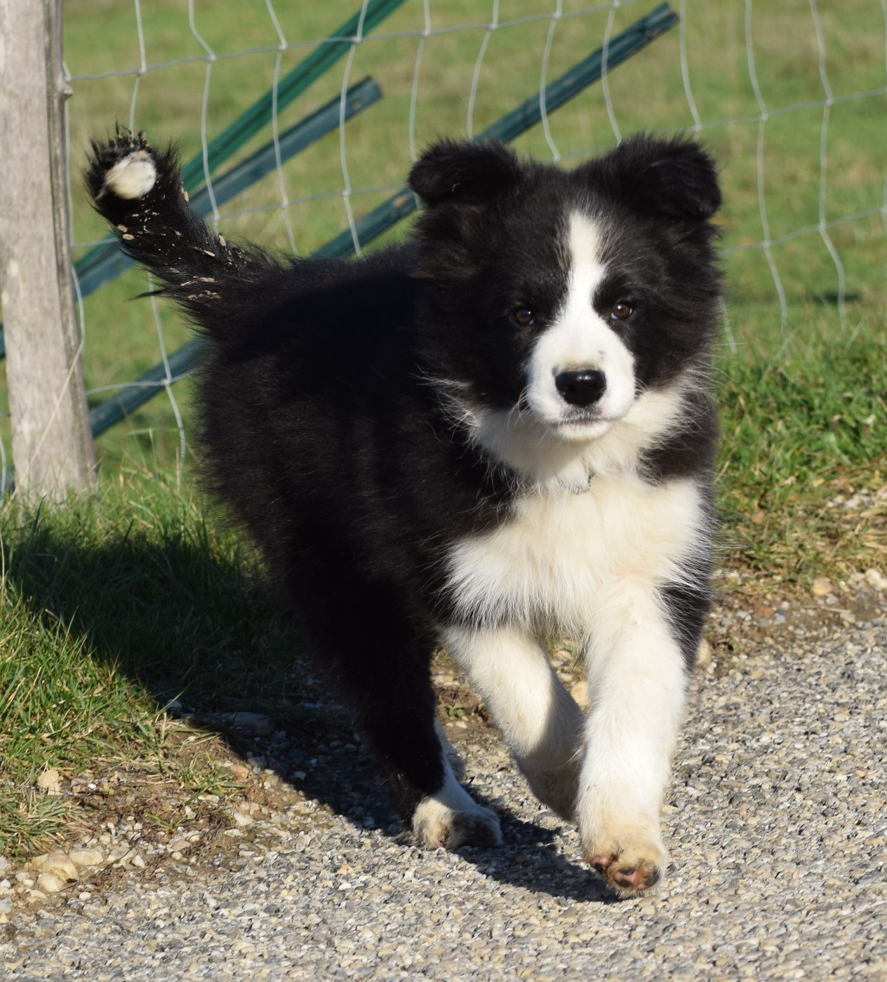 De La Vallee Du Douro - Chiots disponibles - Border Collie