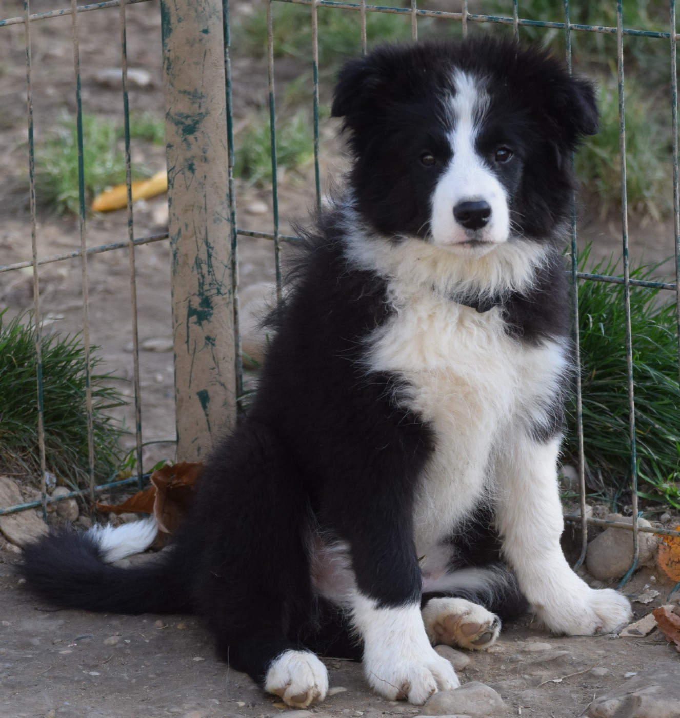 De La Vallee Du Douro - Chiots disponibles - Border Collie
