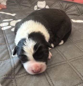 De La Vallee Du Douro - Chiots disponibles - Border Collie