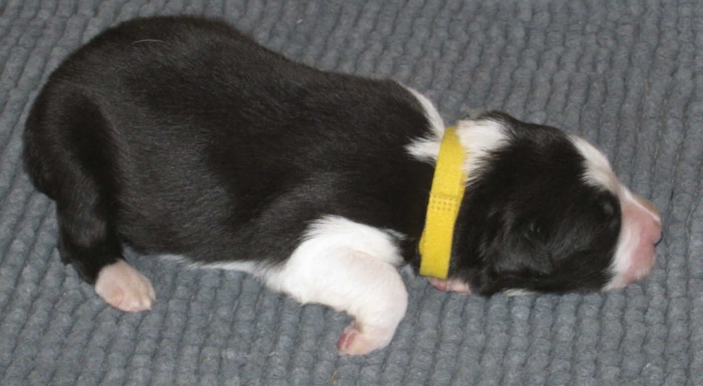 De La Vallee Du Douro - Chiots disponibles - Border Collie