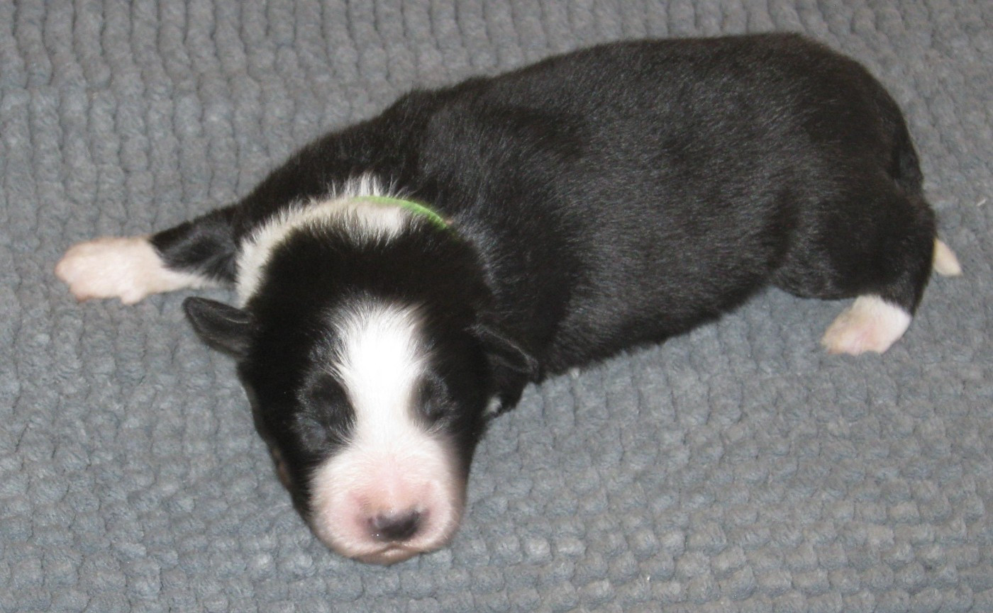 De La Vallee Du Douro - Chiots disponibles - Border Collie
