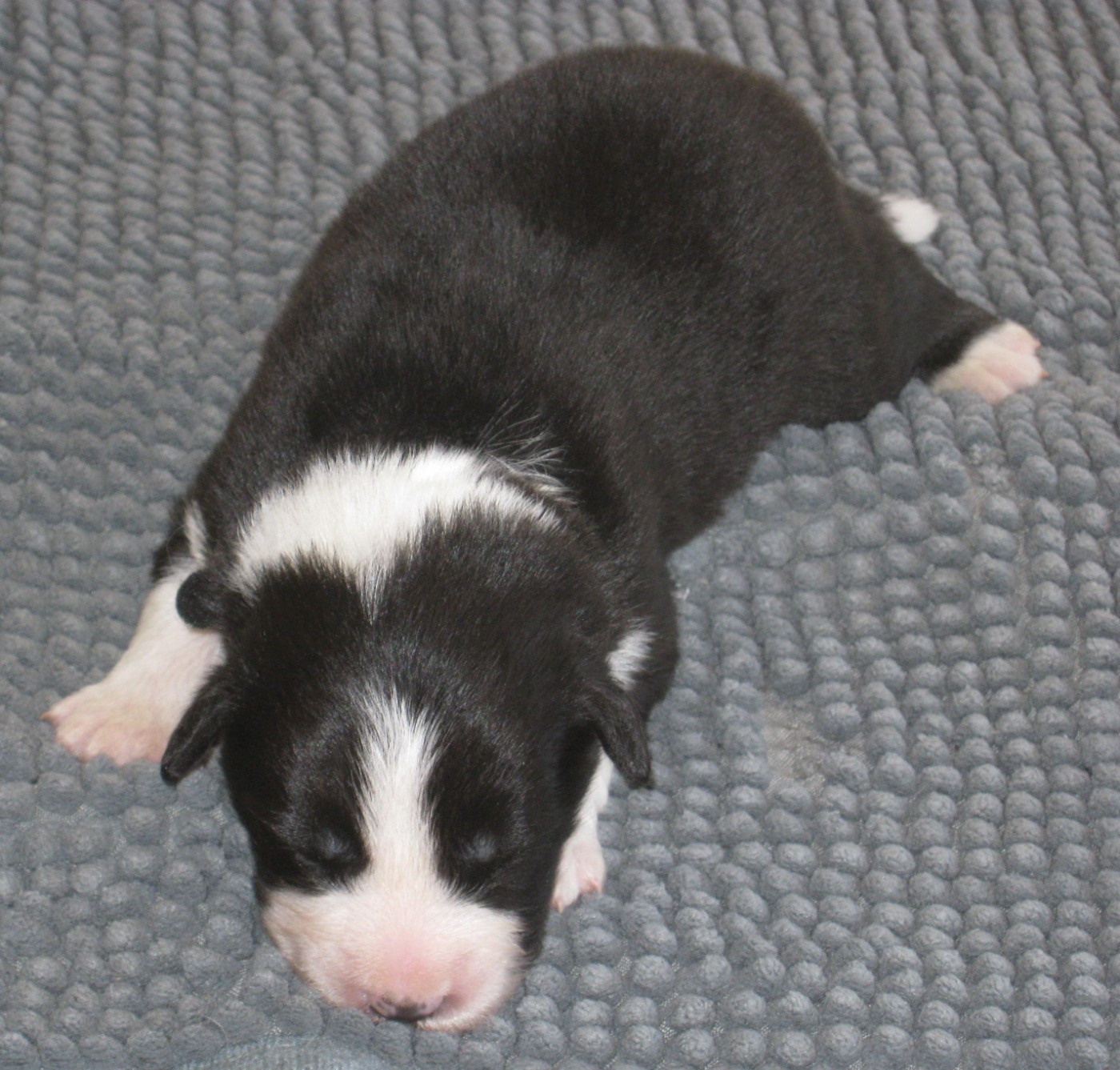 De La Vallee Du Douro - Chiots disponibles - Border Collie
