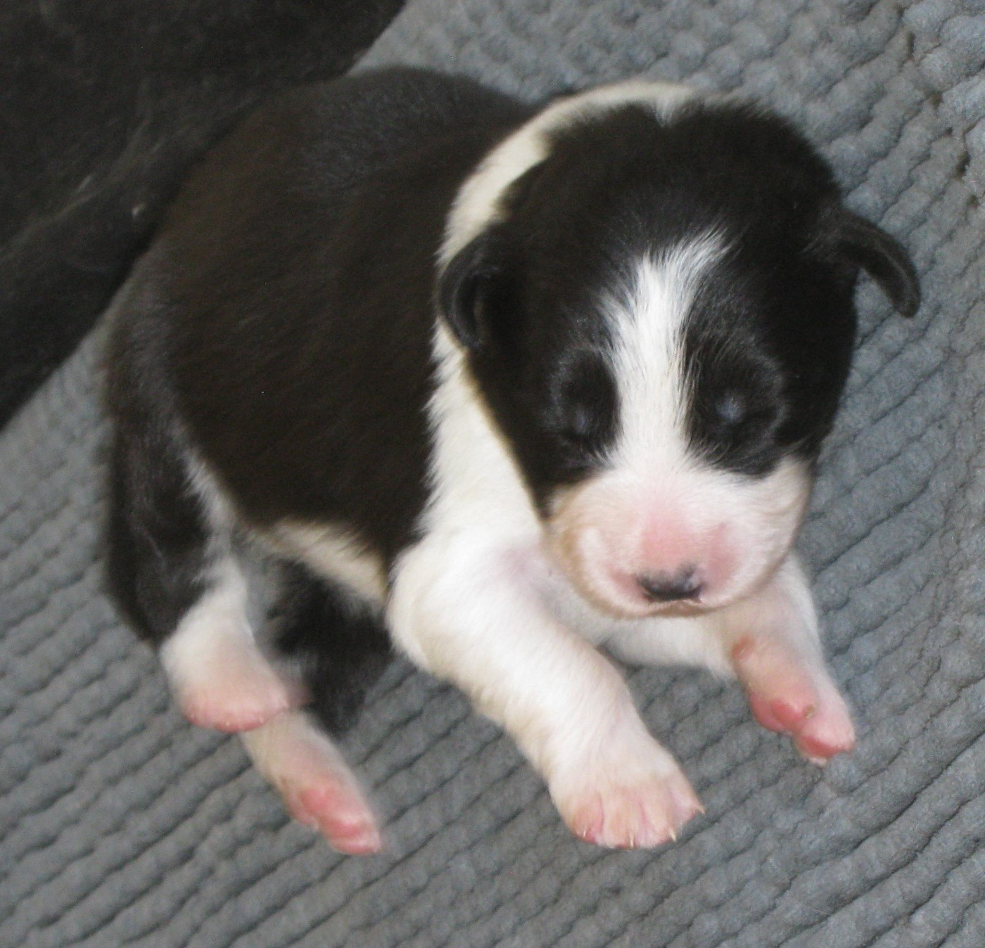 De La Vallee Du Douro - Chiots disponibles - Border Collie