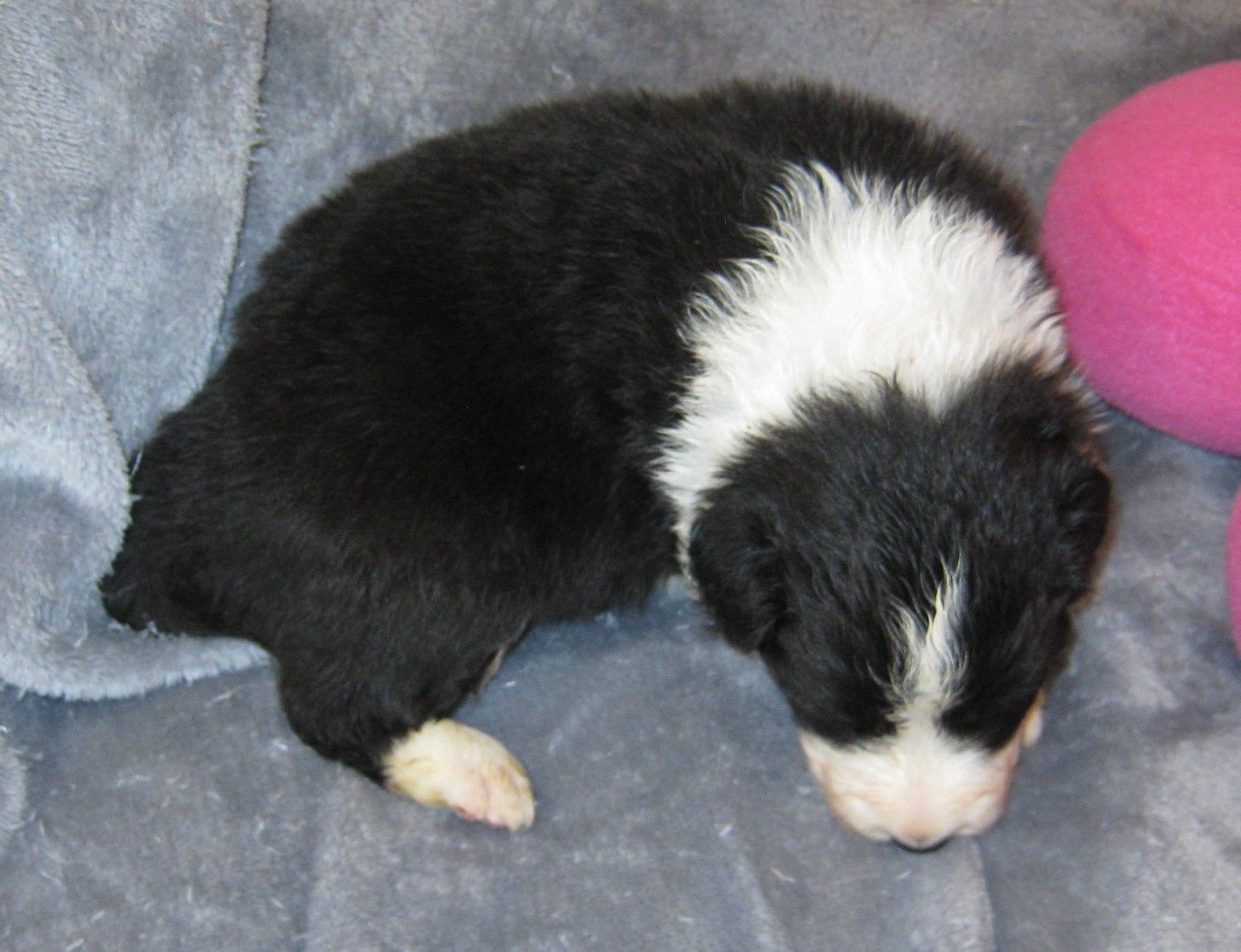 De La Vallee Du Douro - Chiots disponibles - Border Collie