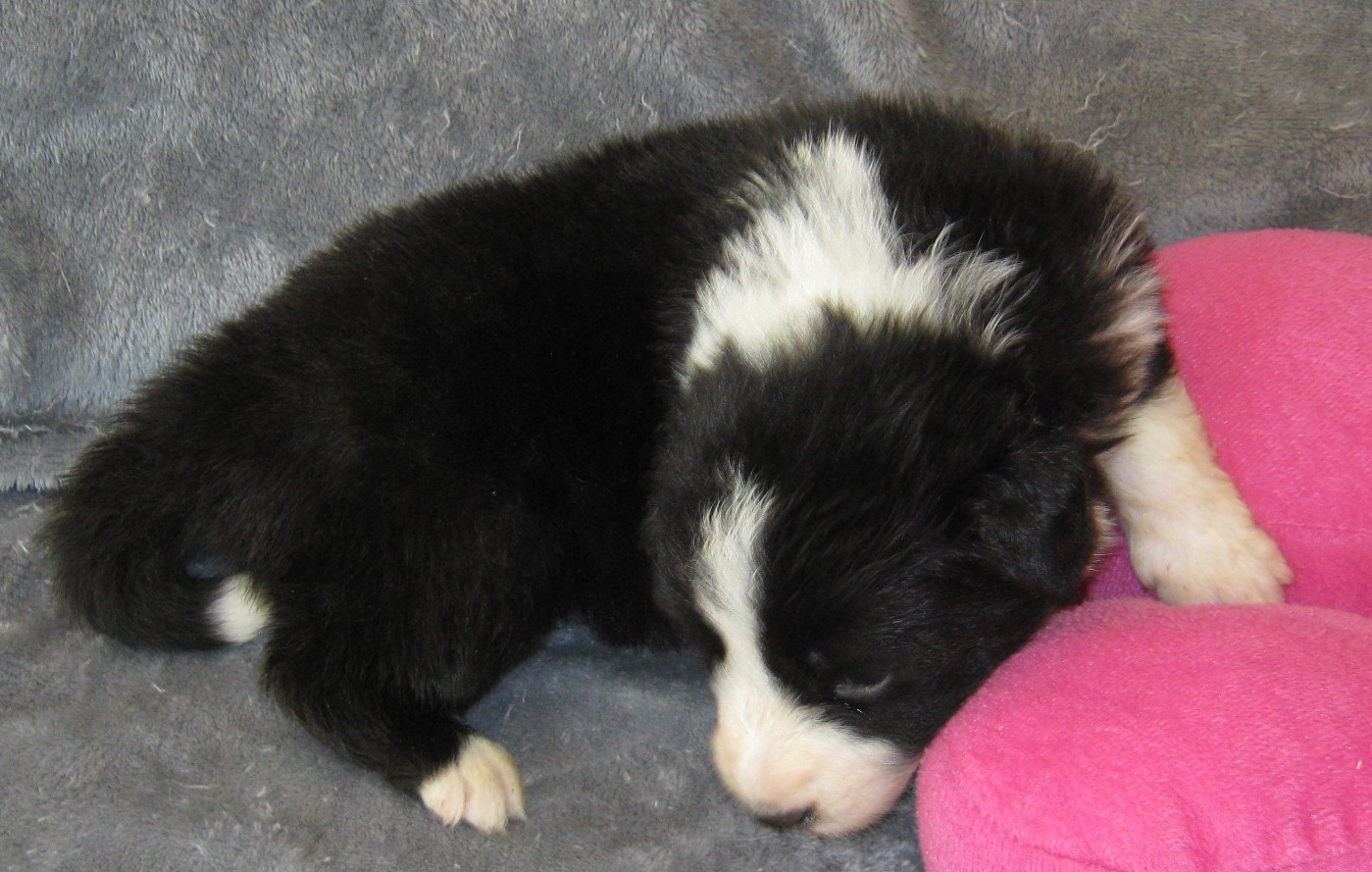 De La Vallee Du Douro - Chiots disponibles - Border Collie