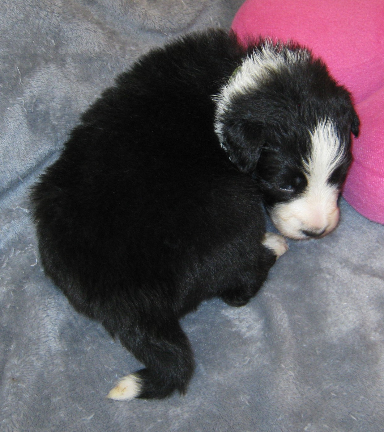 De La Vallee Du Douro - Chiots disponibles - Border Collie