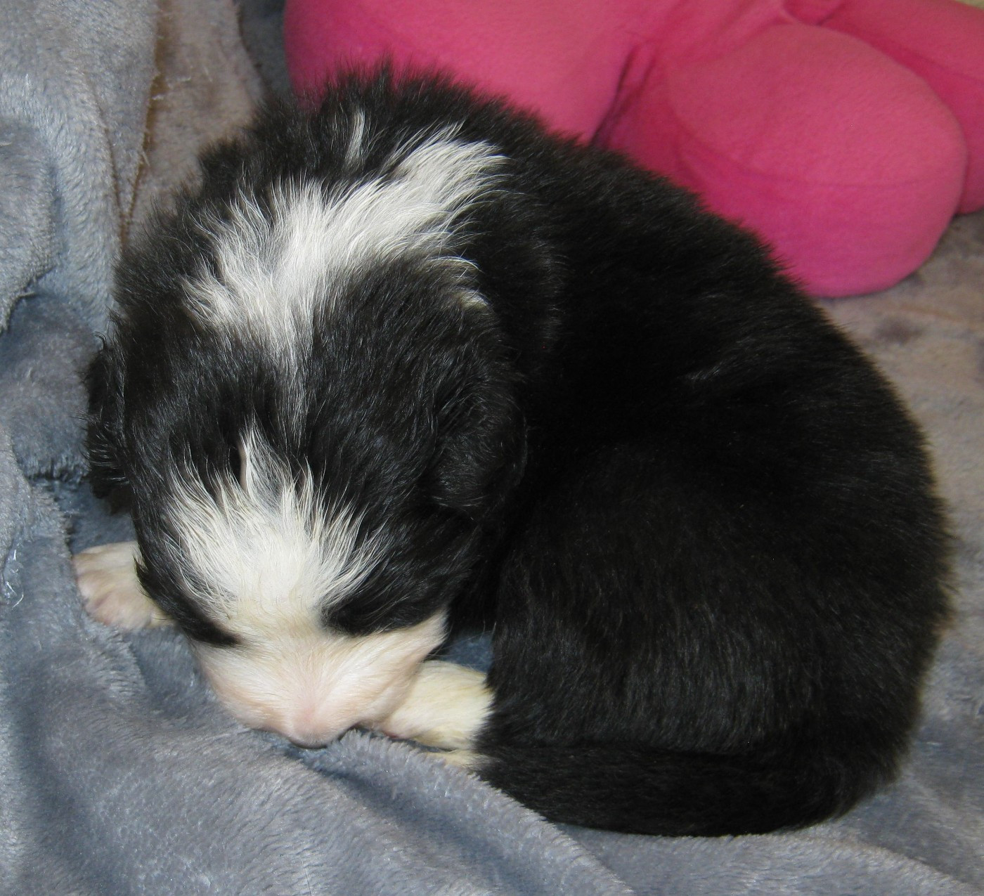 De La Vallee Du Douro - Chiots disponibles - Border Collie