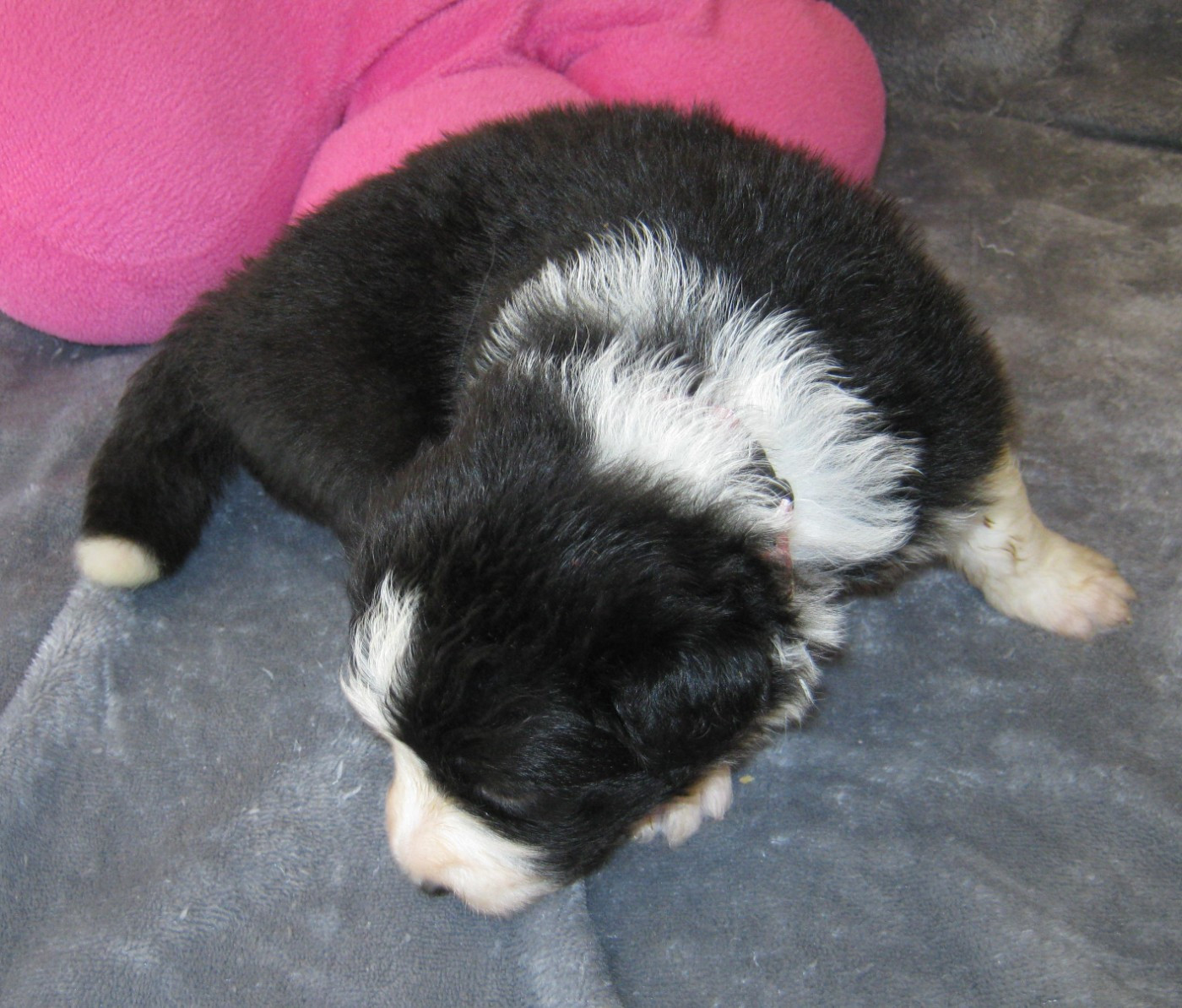 De La Vallee Du Douro - Chiots disponibles - Border Collie