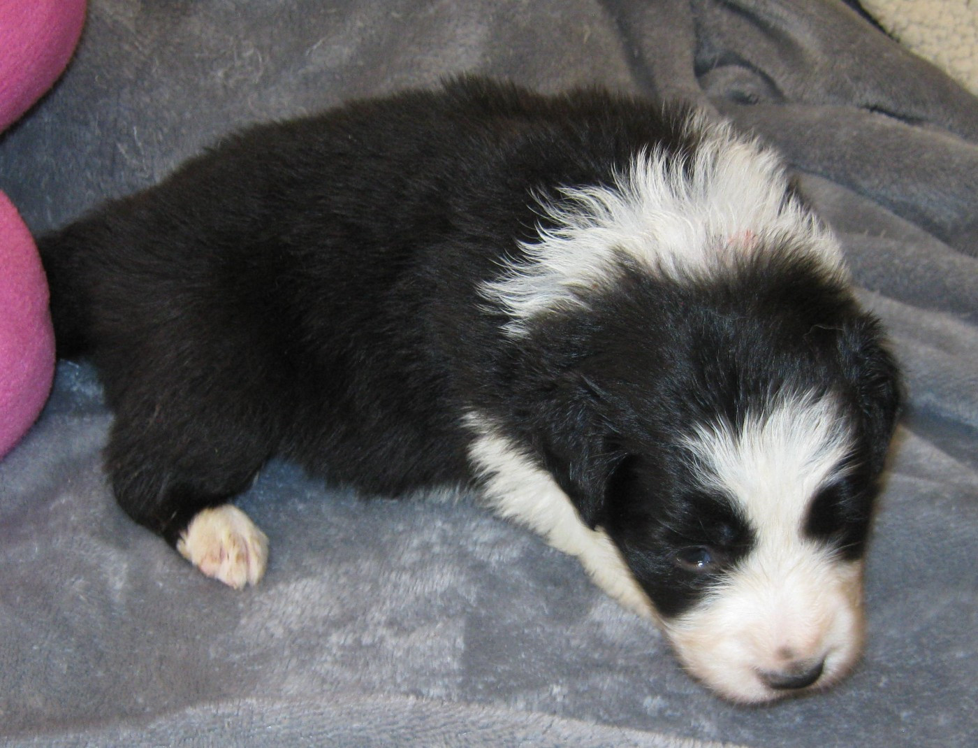 De La Vallee Du Douro - Chiots disponibles - Border Collie