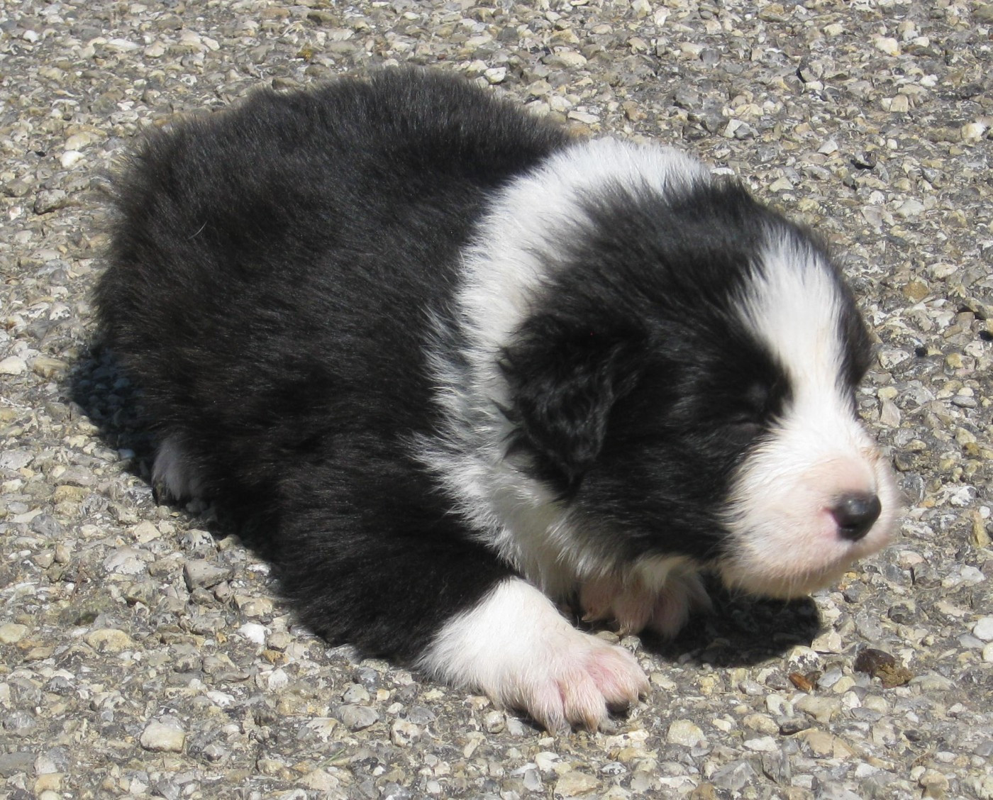 De La Vallee Du Douro - Chiots disponibles - Border Collie