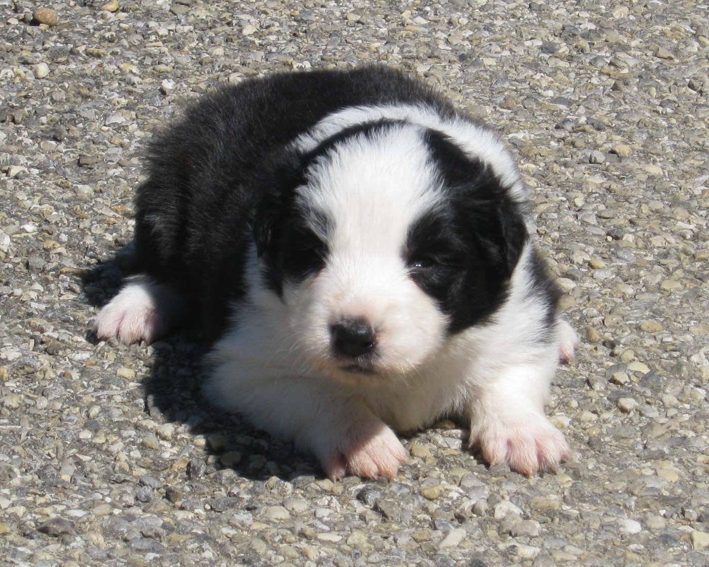 De La Vallee Du Douro - Chiots disponibles - Border Collie