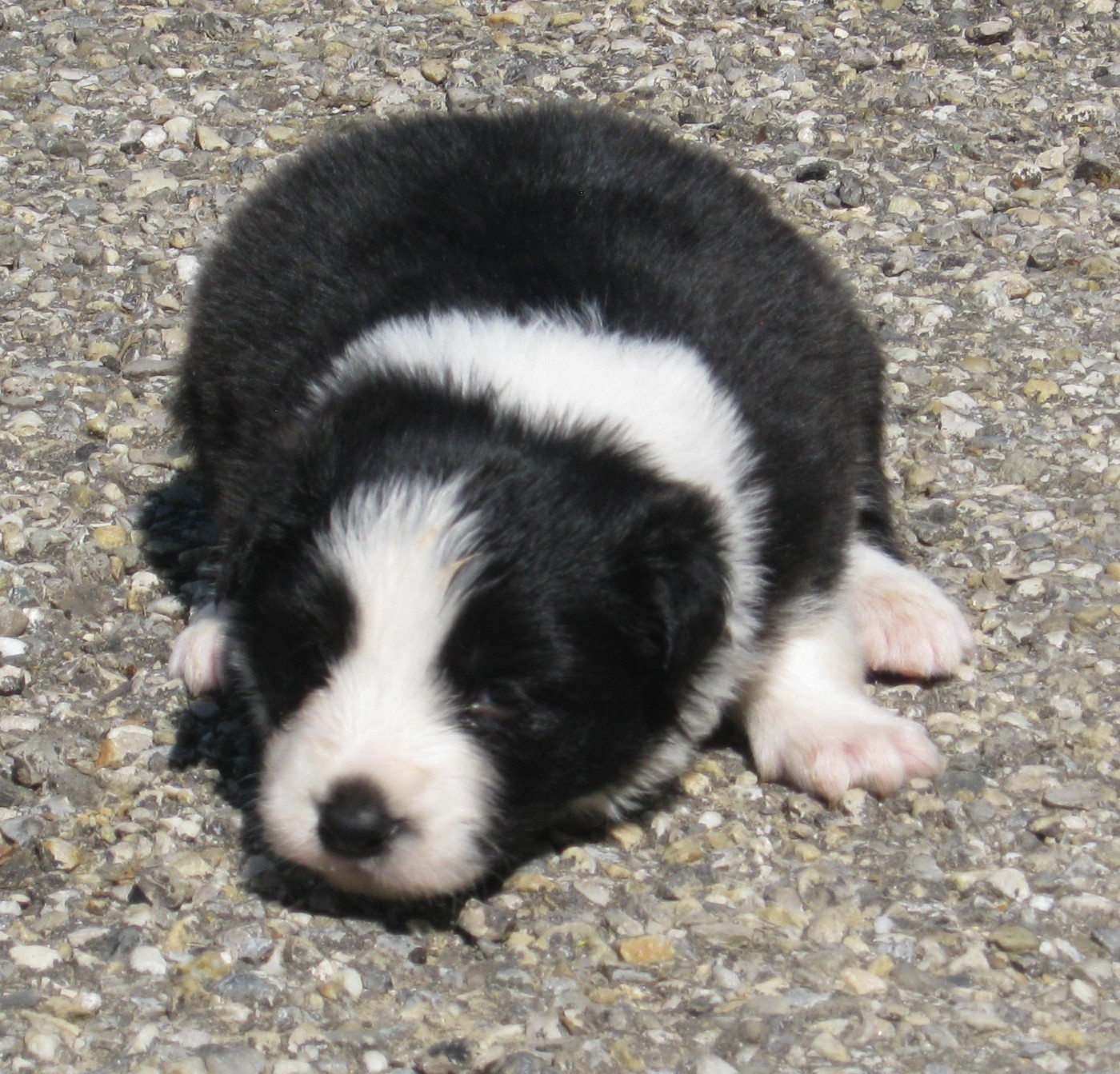 De La Vallee Du Douro - Chiots disponibles - Border Collie