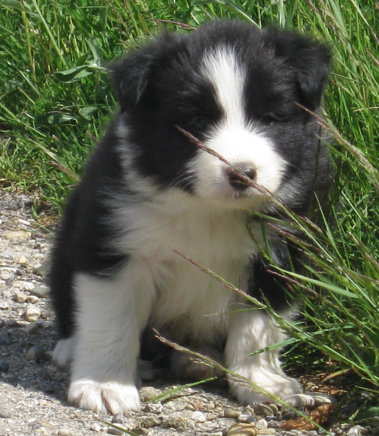 De La Vallee Du Douro - Chiots disponibles - Border Collie