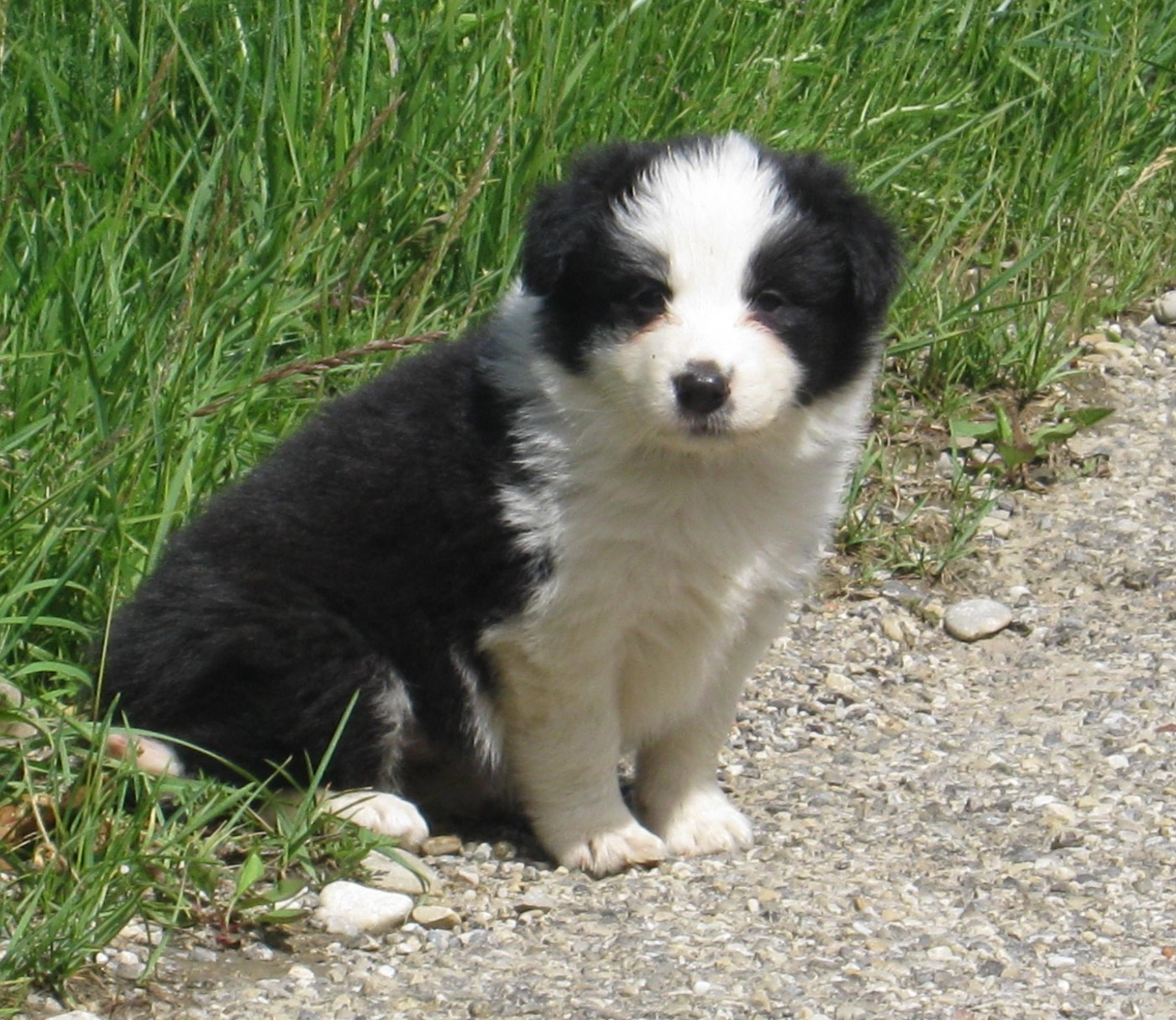 De La Vallee Du Douro - Chiots disponibles - Border Collie