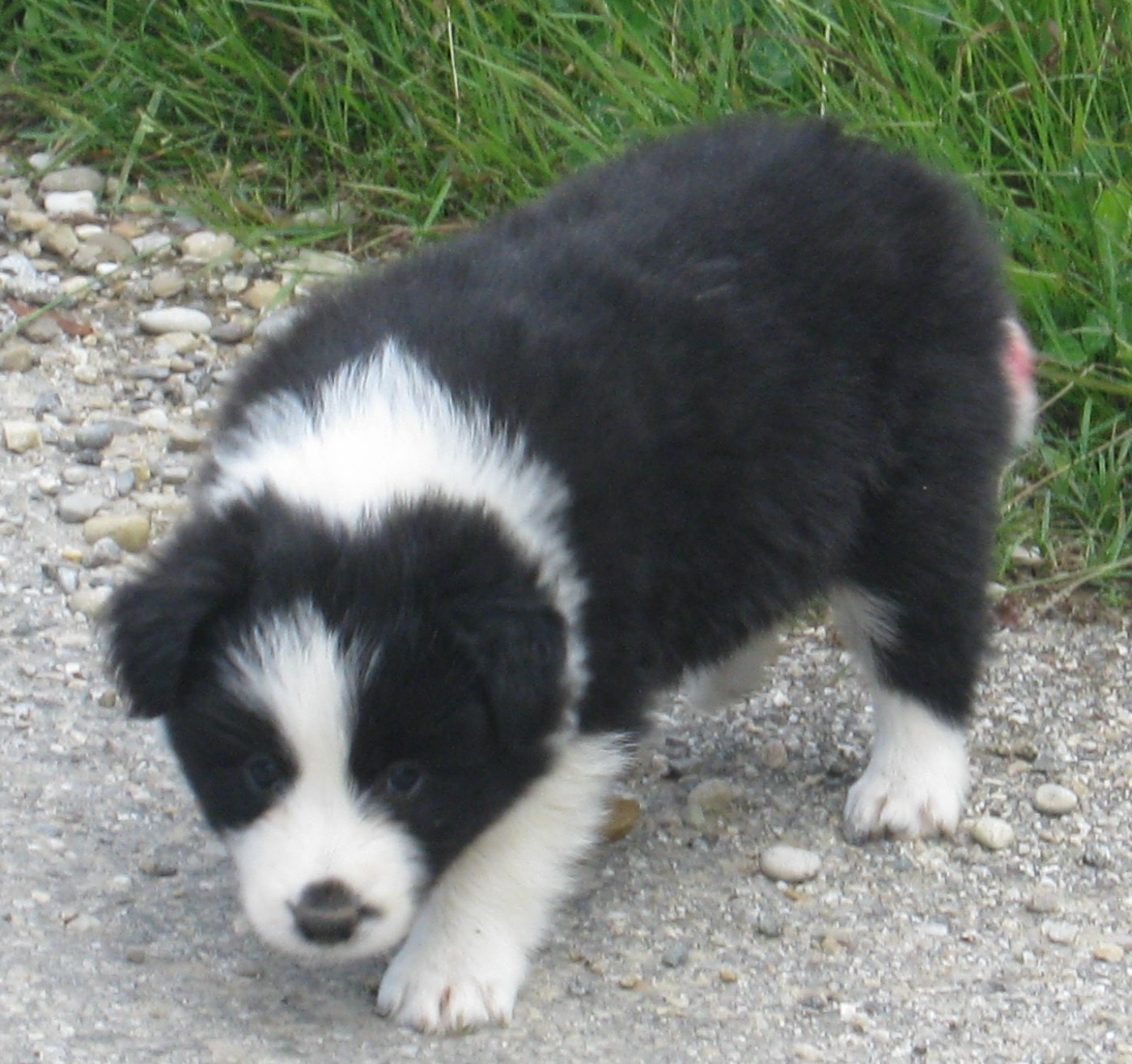De La Vallee Du Douro - Chiots disponibles - Border Collie