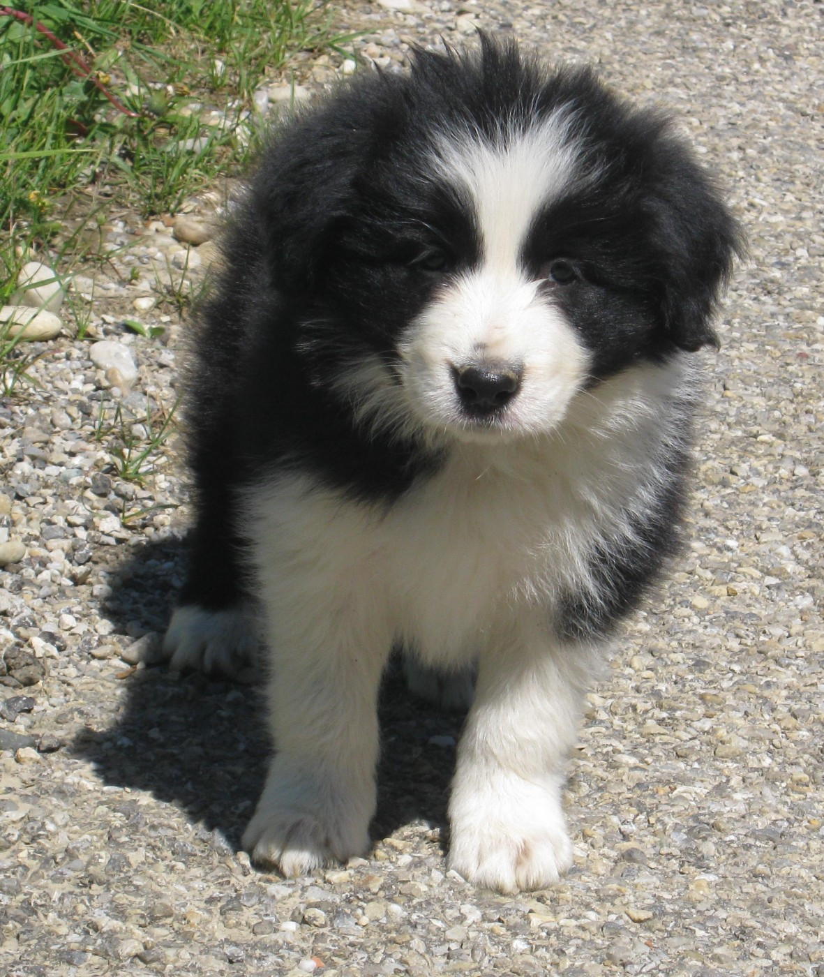 De La Vallee Du Douro - Chiots disponibles - Border Collie