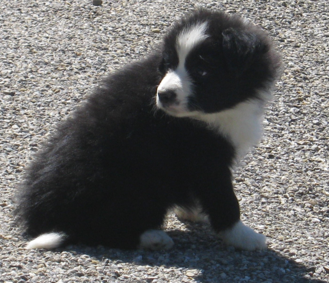 De La Vallee Du Douro - Chiots disponibles - Border Collie
