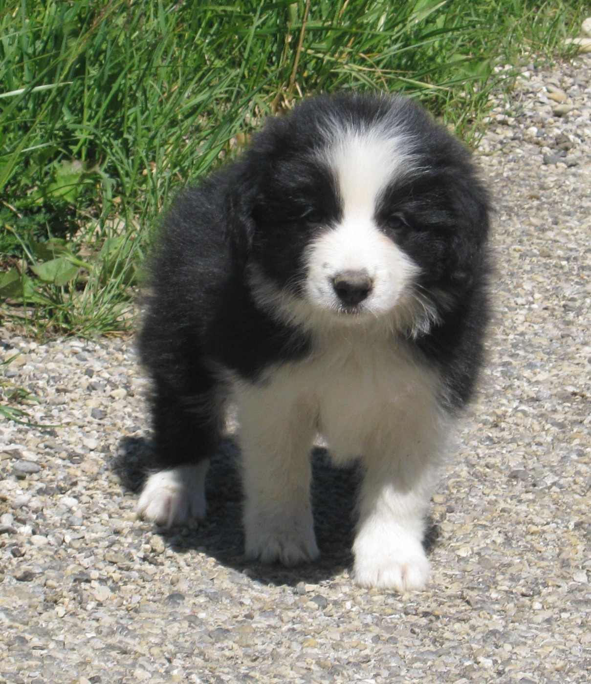 De La Vallee Du Douro - Chiots disponibles - Border Collie