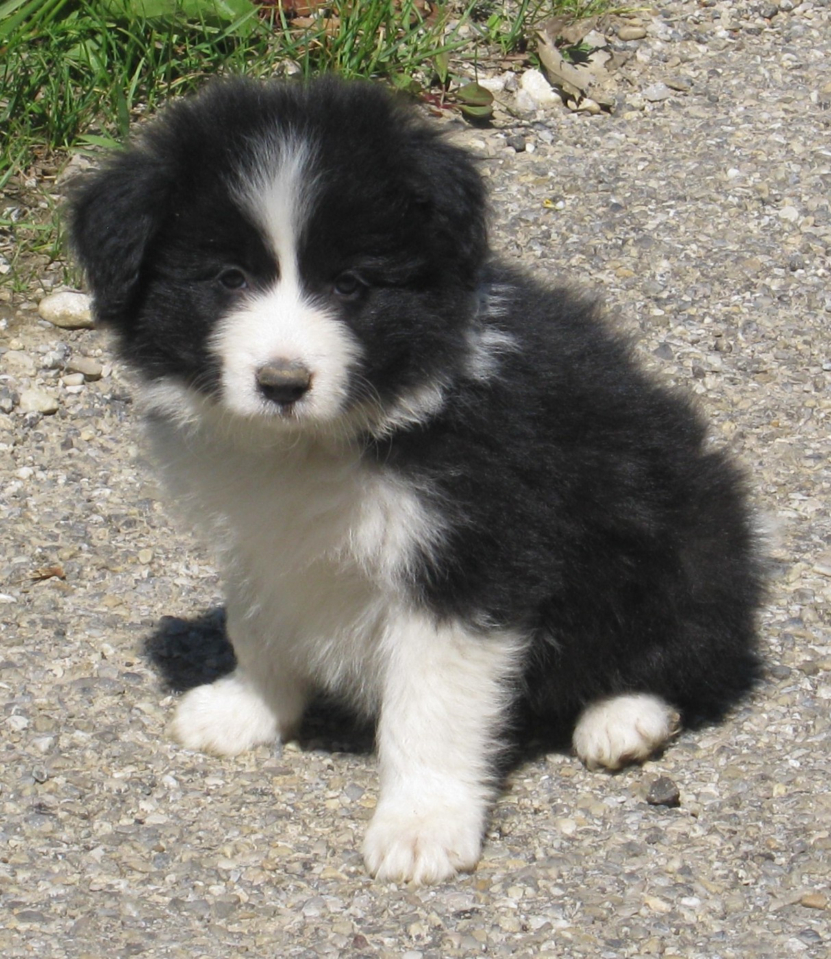 De La Vallee Du Douro - Chiots disponibles - Border Collie