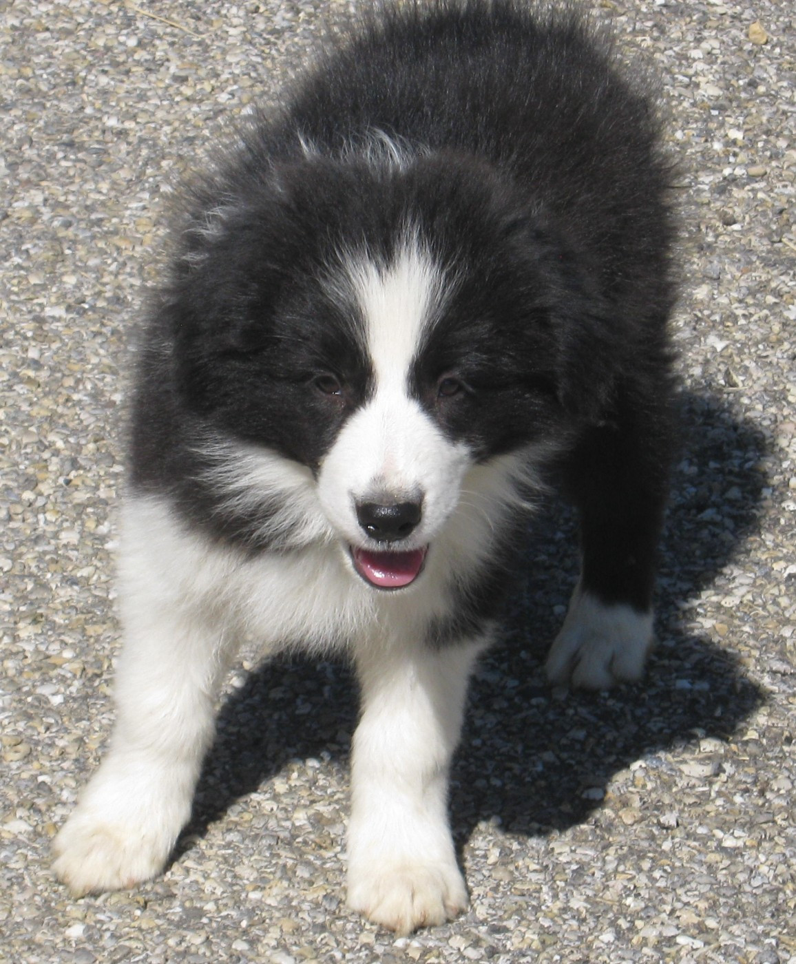 De La Vallee Du Douro - Chiots disponibles - Border Collie