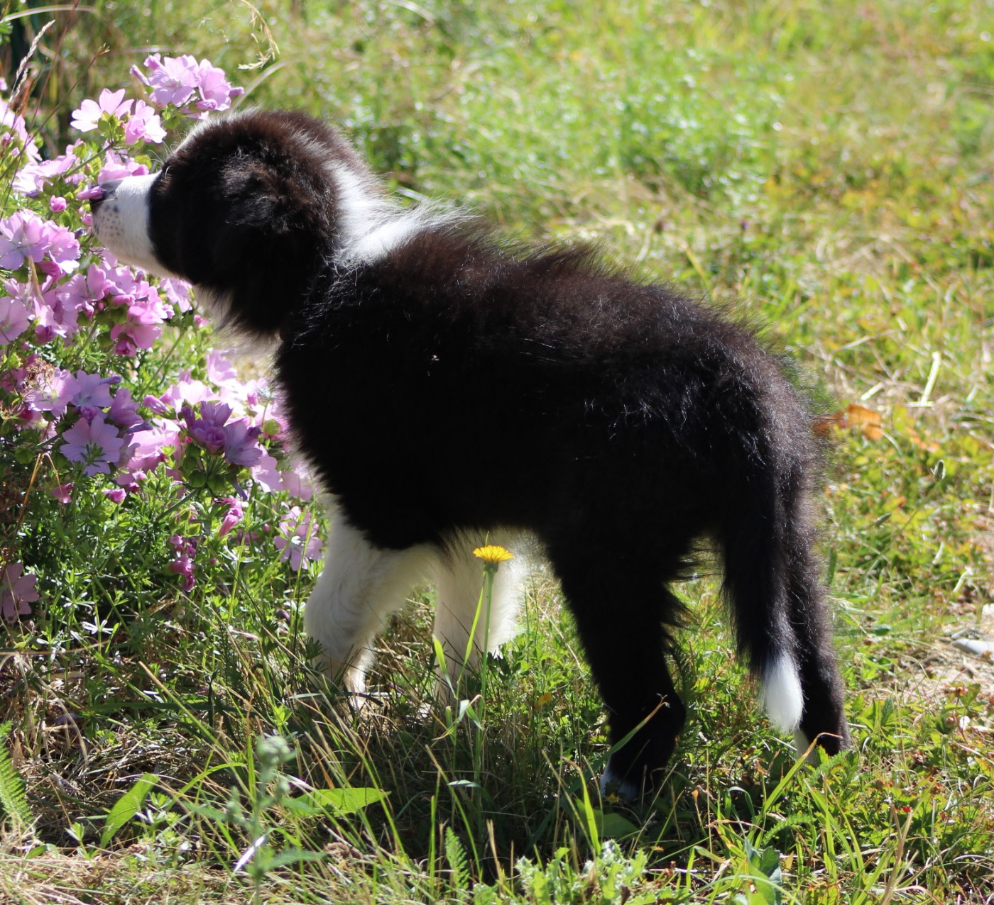 De La Vallee Du Douro - Chiots disponibles - Border Collie