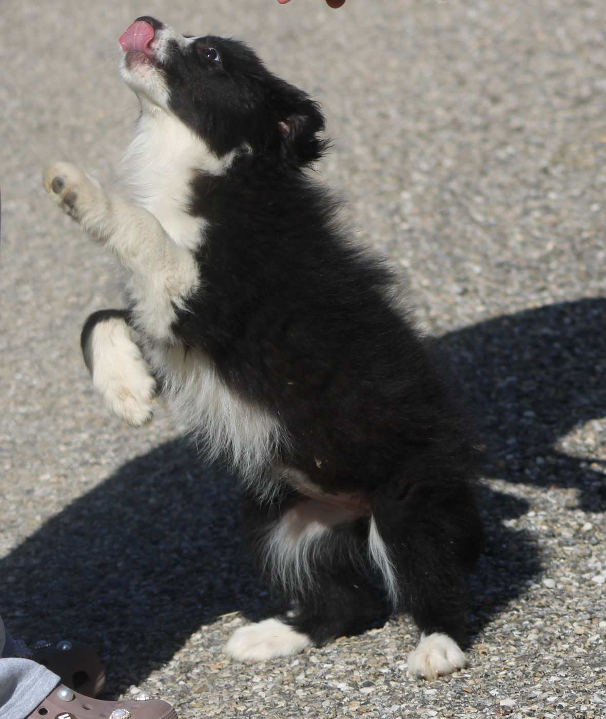 De La Vallee Du Douro - Chiots disponibles - Border Collie