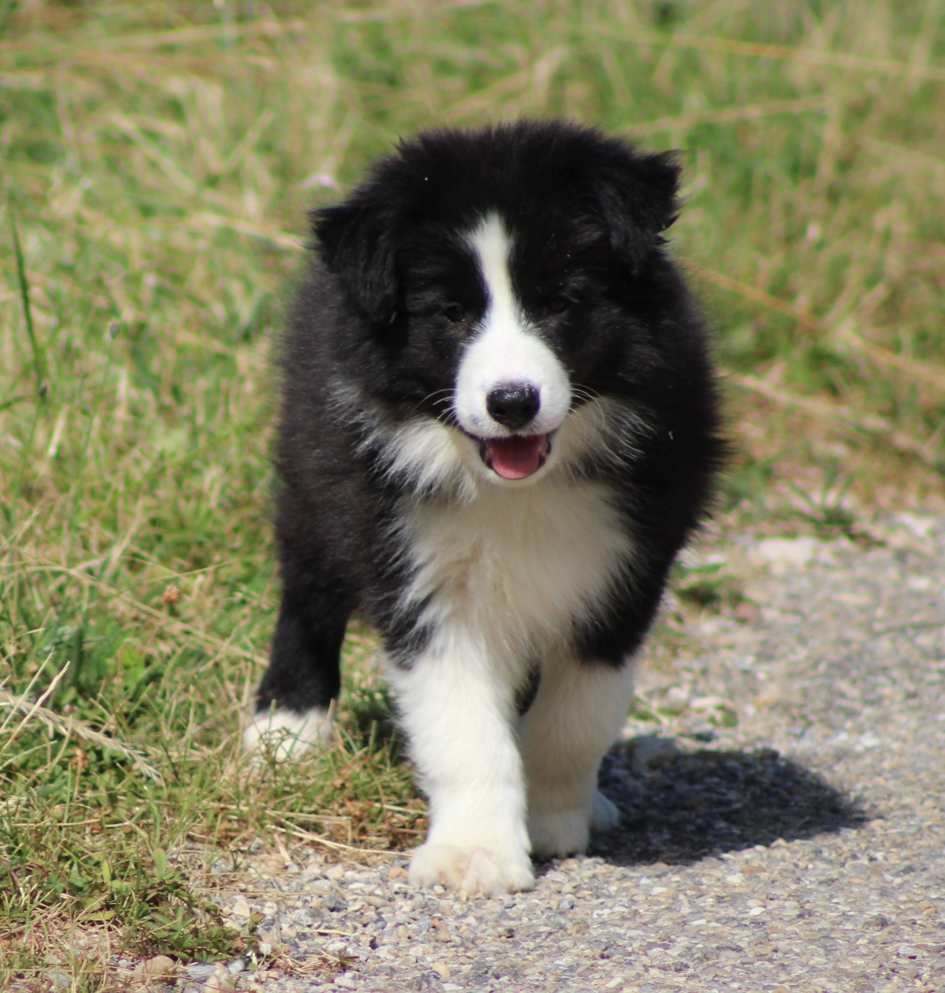 De La Vallee Du Douro - Chiots disponibles - Border Collie
