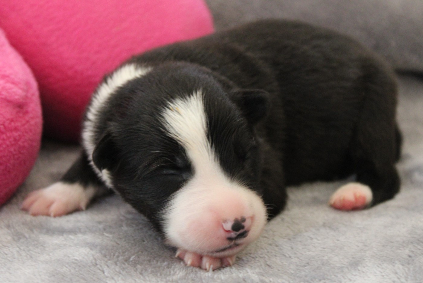 De La Vallee Du Douro - Chiots disponibles - Border Collie