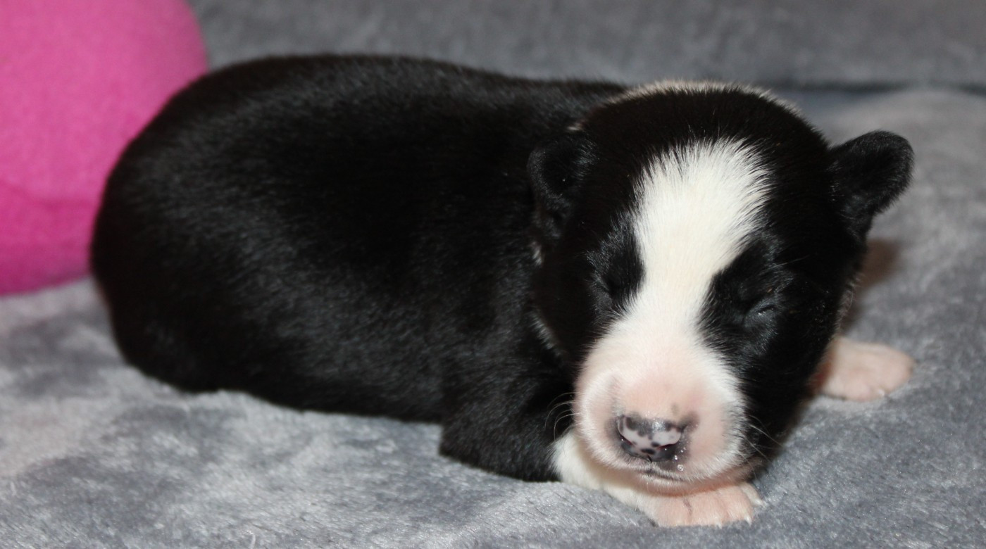 De La Vallee Du Douro - Chiots disponibles - Border Collie