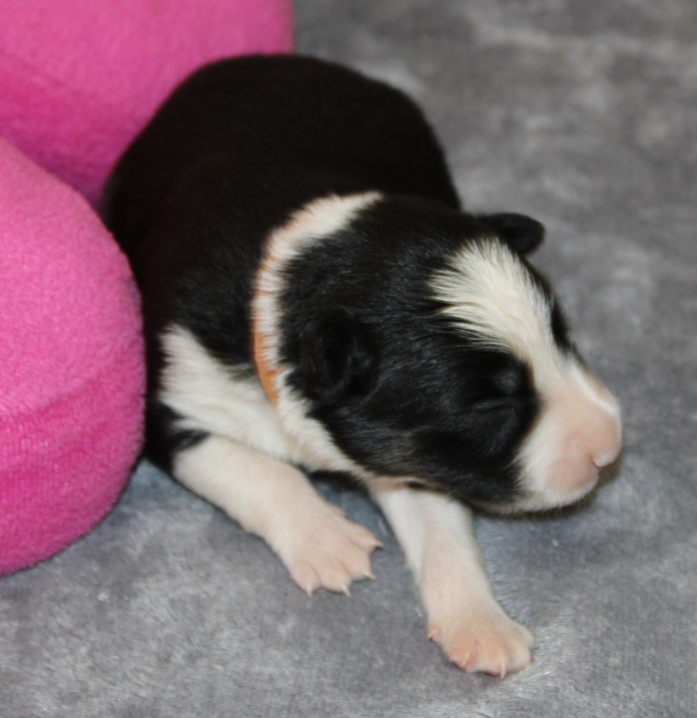 De La Vallee Du Douro - Chiots disponibles - Border Collie