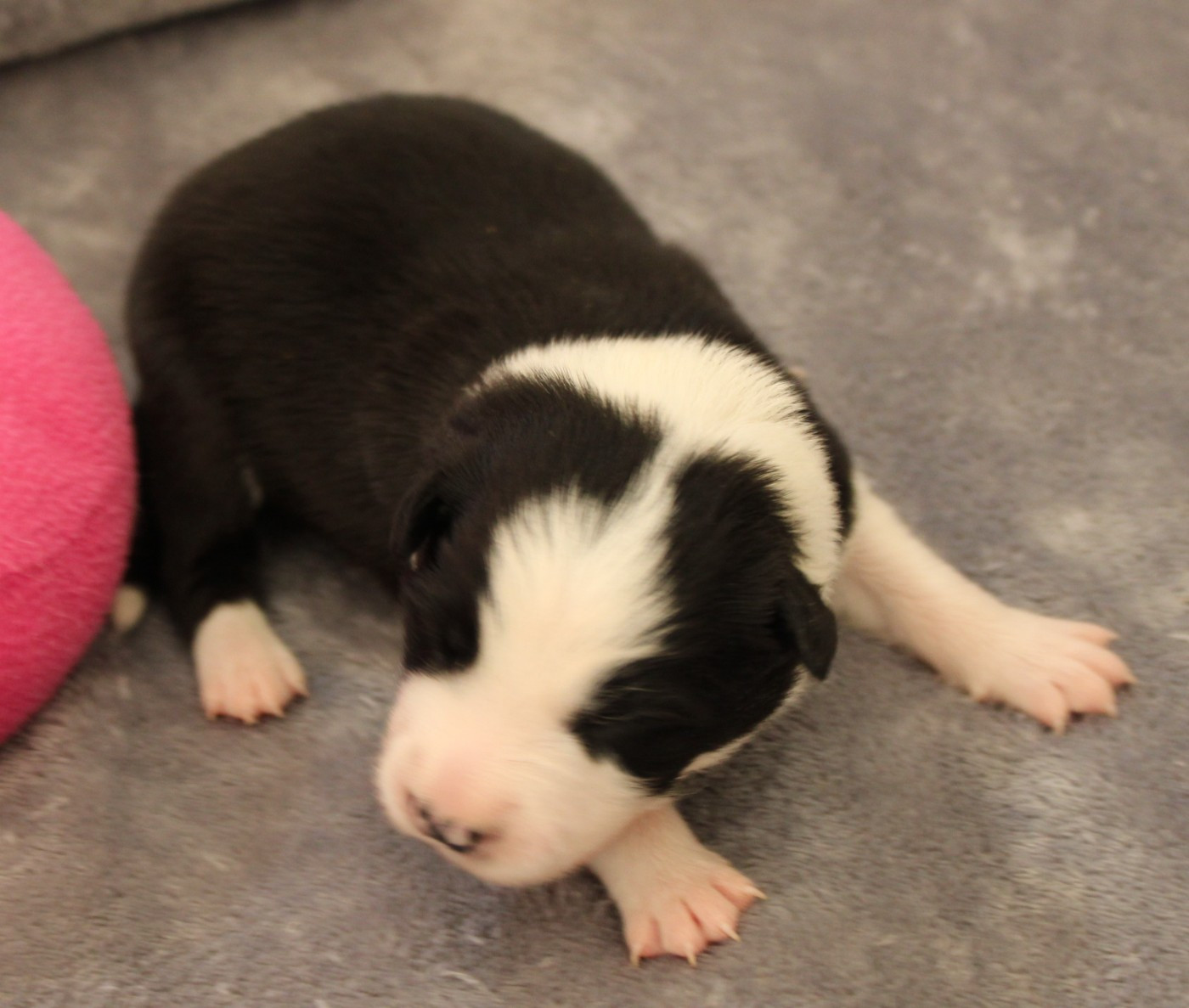 De La Vallee Du Douro - Chiots disponibles - Border Collie
