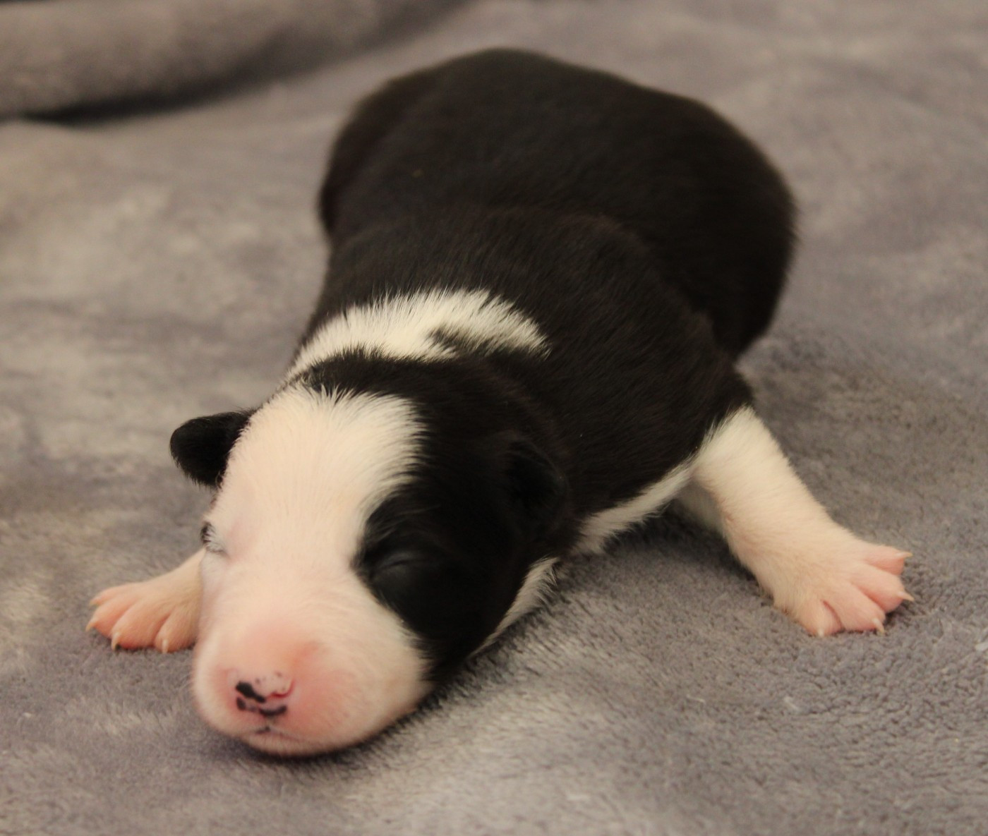De La Vallee Du Douro - Chiots disponibles - Border Collie