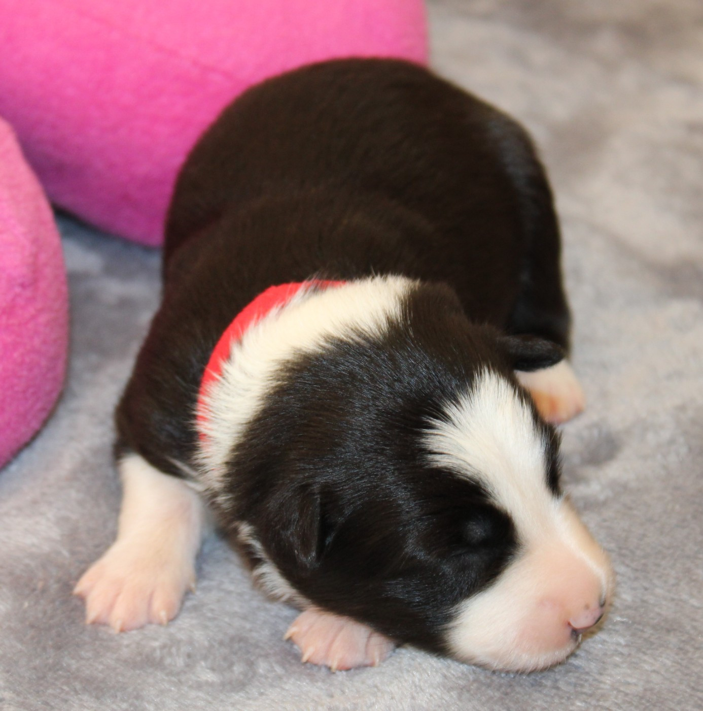 De La Vallee Du Douro - Chiots disponibles - Border Collie