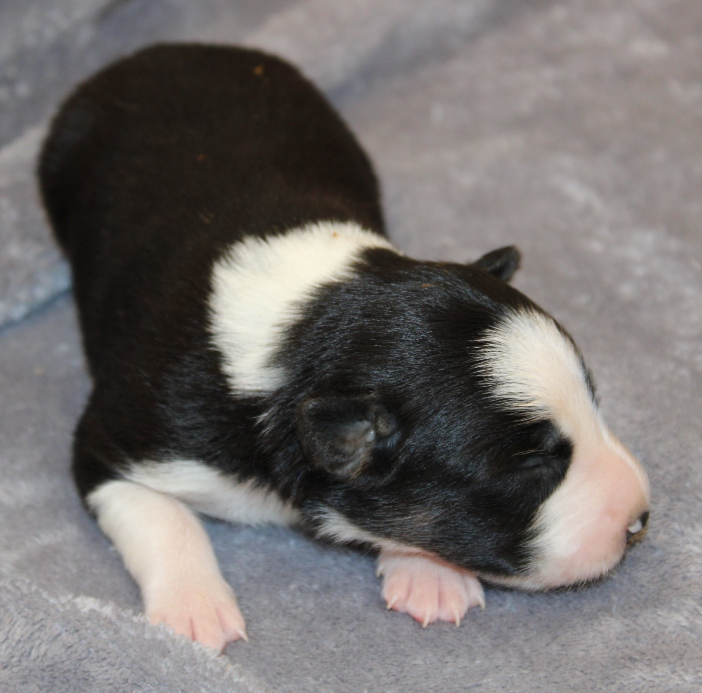 De La Vallee Du Douro - Chiots disponibles - Border Collie