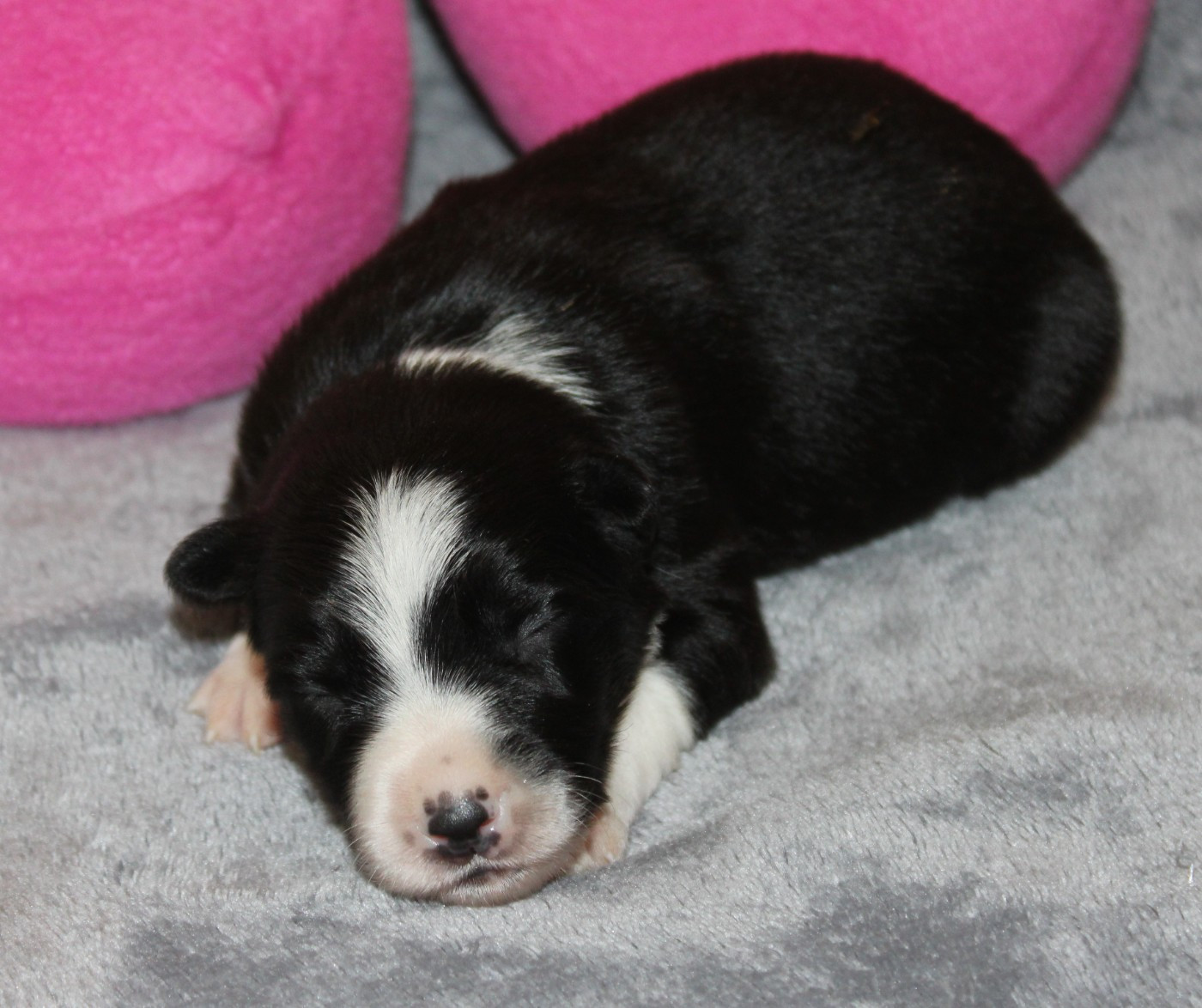 De La Vallee Du Douro - Chiots disponibles - Border Collie