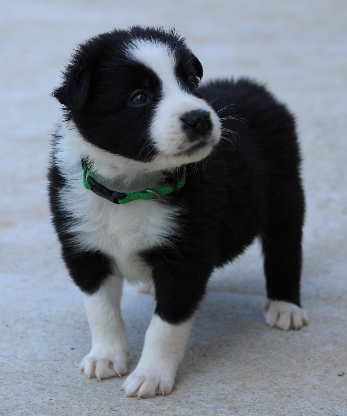 De La Vallee Du Douro - Chiots disponibles - Border Collie