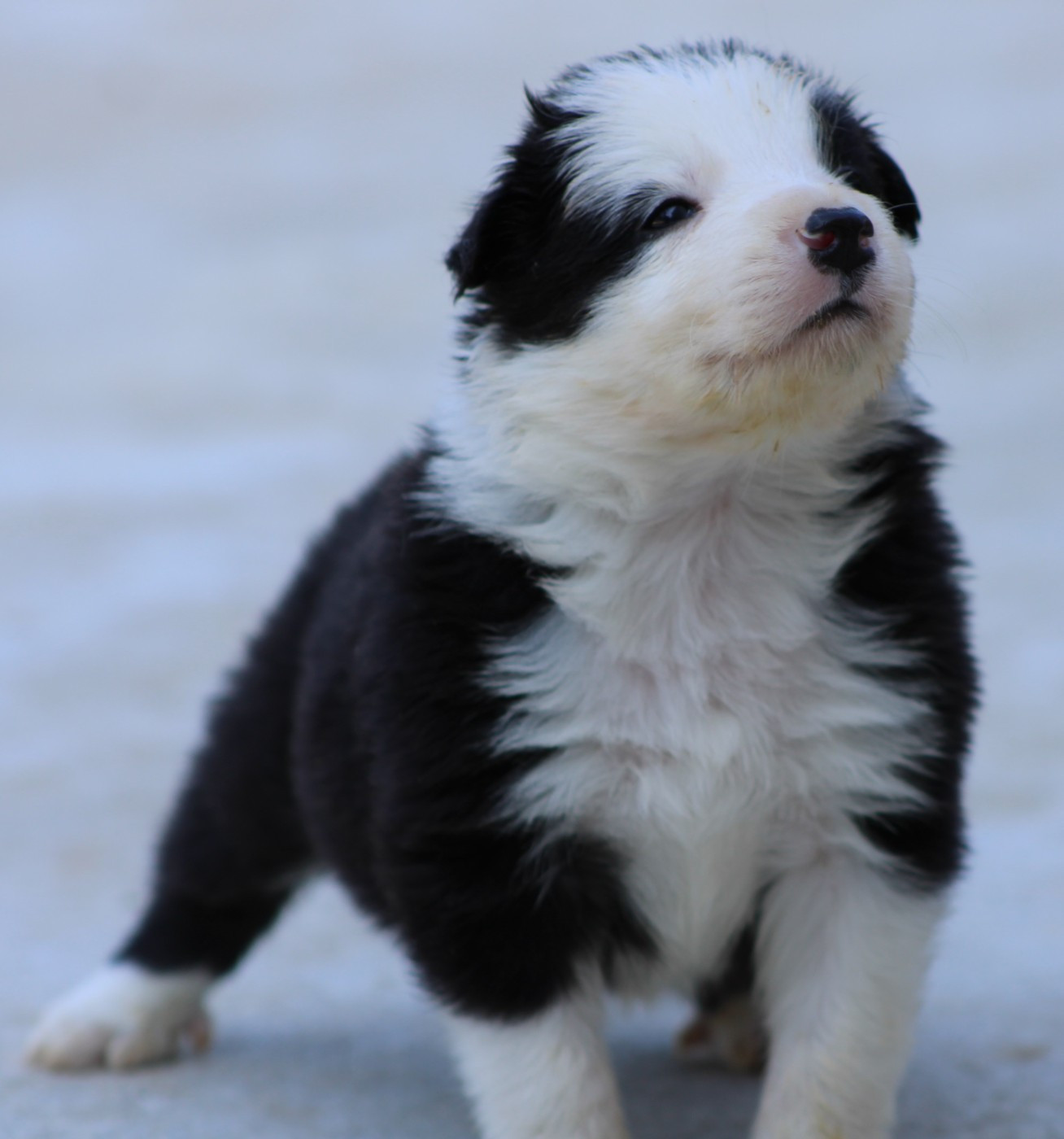 De La Vallee Du Douro - Chiots disponibles - Border Collie
