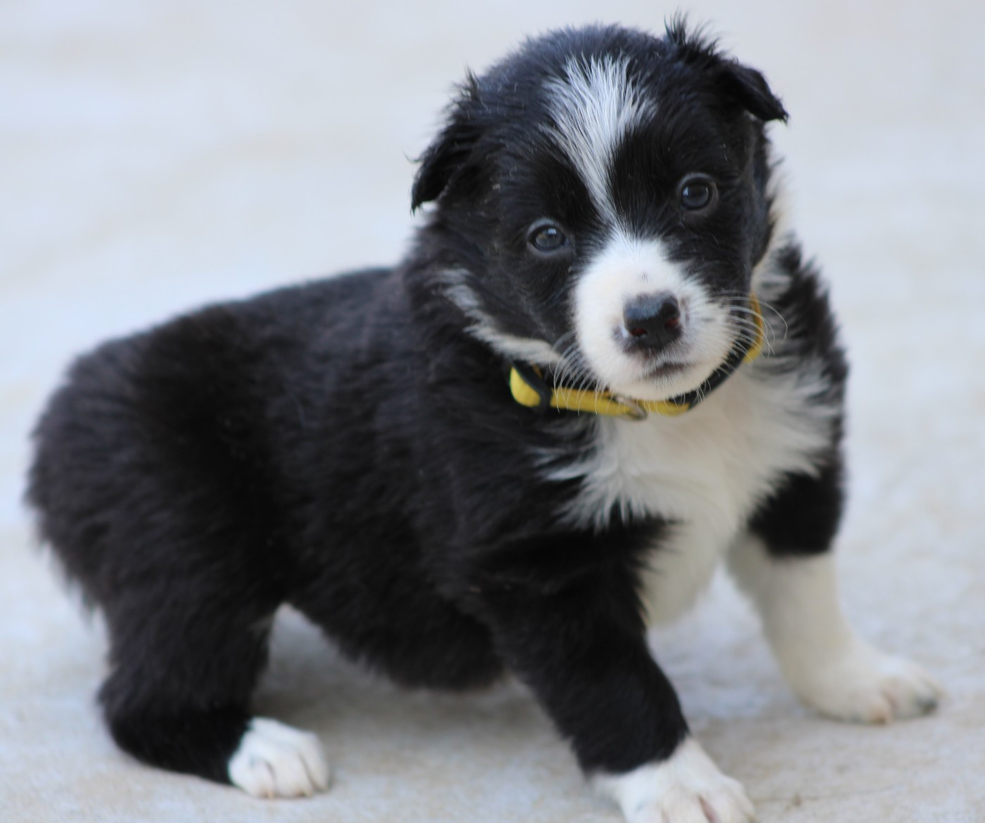 De La Vallee Du Douro - Chiots disponibles - Border Collie
