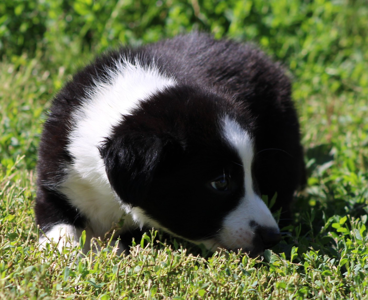 De La Vallee Du Douro - Chiots disponibles - Border Collie