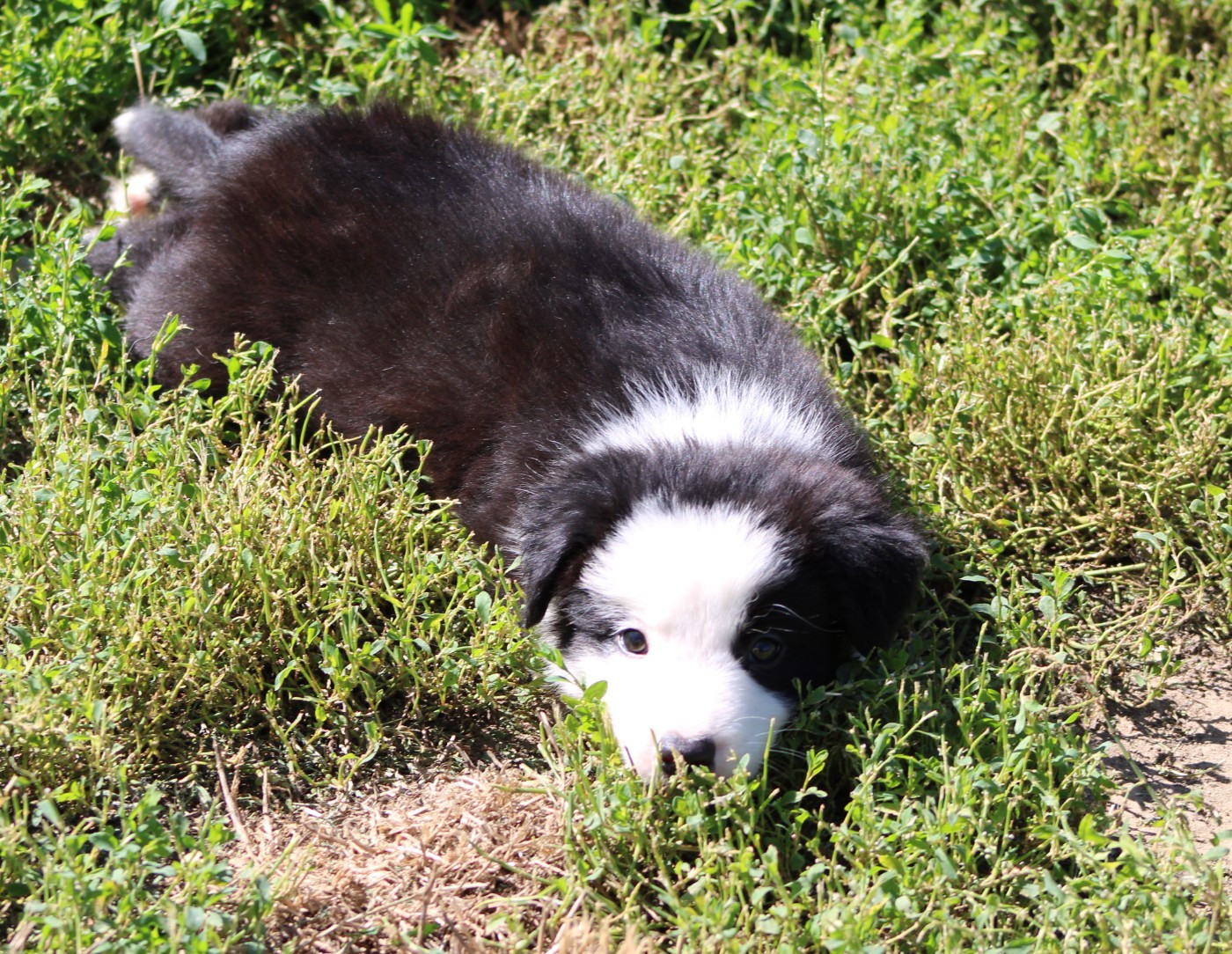 De La Vallee Du Douro - Chiots disponibles - Border Collie